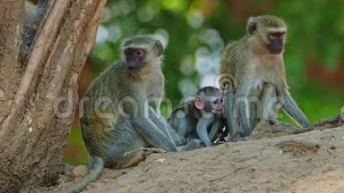 Vervet Monkey-Chlorocebus pygerythrus-一家，父母和科的小猴子